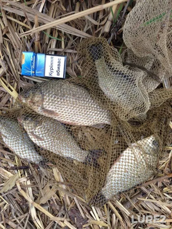 Crucian carp — Ingul, Aug 29, 2017