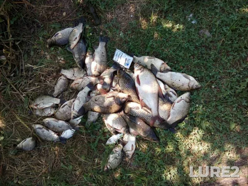 Bream, Carp — Yuzhnyy Bug, Aug 26, 2017