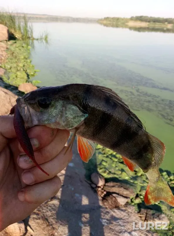 Perch — Yuzhnyy Bug, Aug 02, 2017