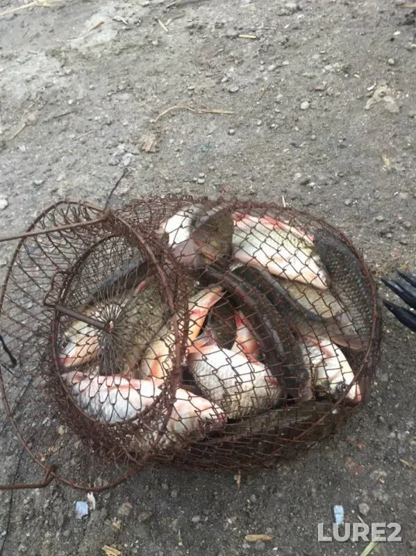 Crucian carp — Ingul, Jun 28, 2017