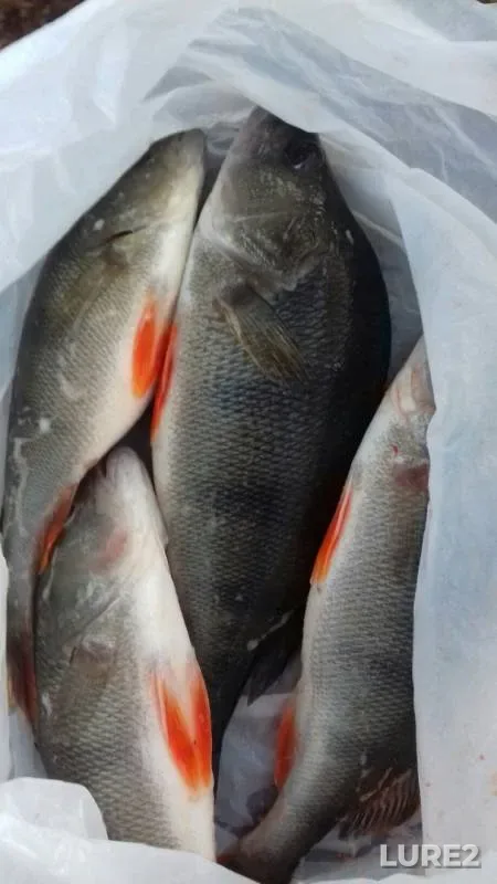 Perch, Pike — Kaliningradskaya oblast, Nov 15, 2019