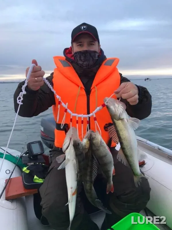 Perch, Zander — Kaliningradskaya oblast, Nov 08, 2019