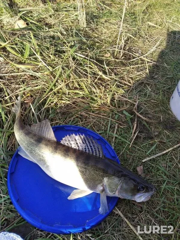 Zander — Kaliningradskaya oblast, Oct 22, 2019