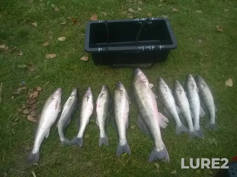 Zander — Kaliningradskaya oblast, Oct 20, 2019