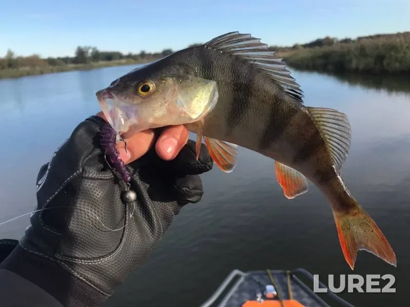 Perch, Pike — Pregolya, Oct 10, 2019