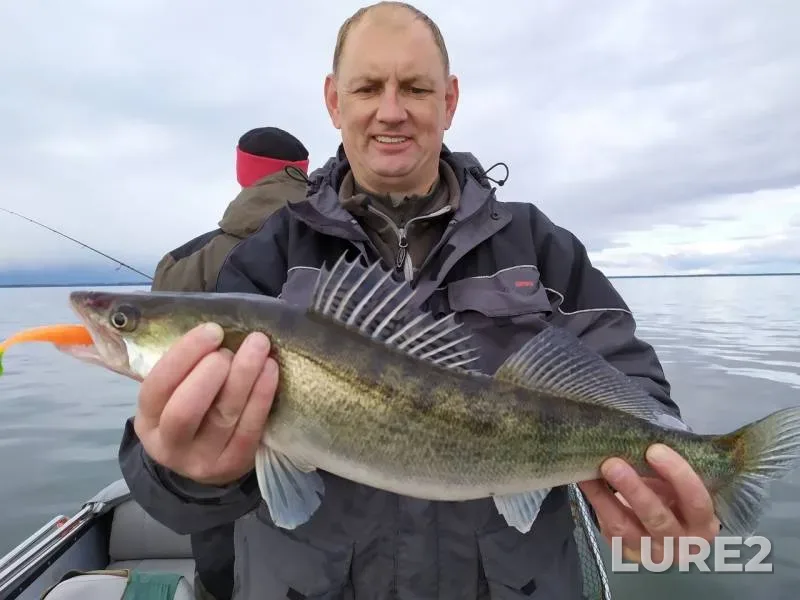 Perch, Zander — Kaliningradskaya oblast, Oct 06, 2019