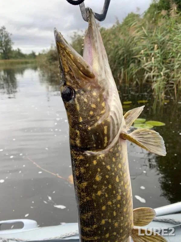 Pike, Roach — Nemoninka, Sep 21, 2019