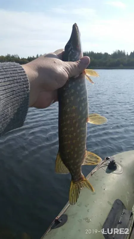 Pike — Kaliningradskaya oblast, Sep 12, 2019