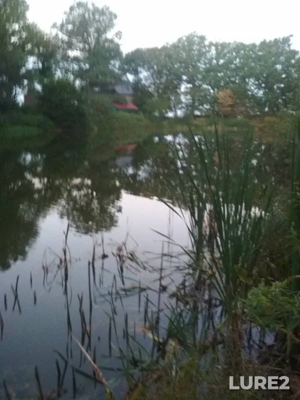 Perch — Kaliningradskaya oblast, Sep 05, 2019