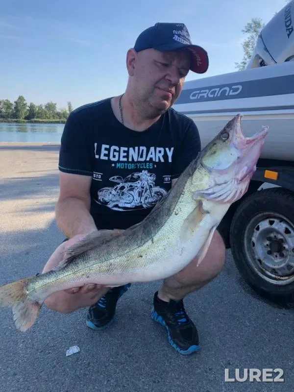 Zander — Kaliningradskaya oblast, Aug 24, 2019