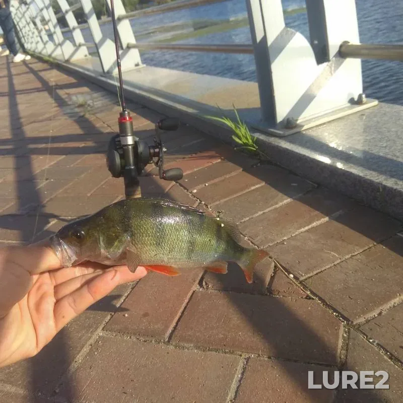 Perch — Pregolya, Aug 21, 2019
