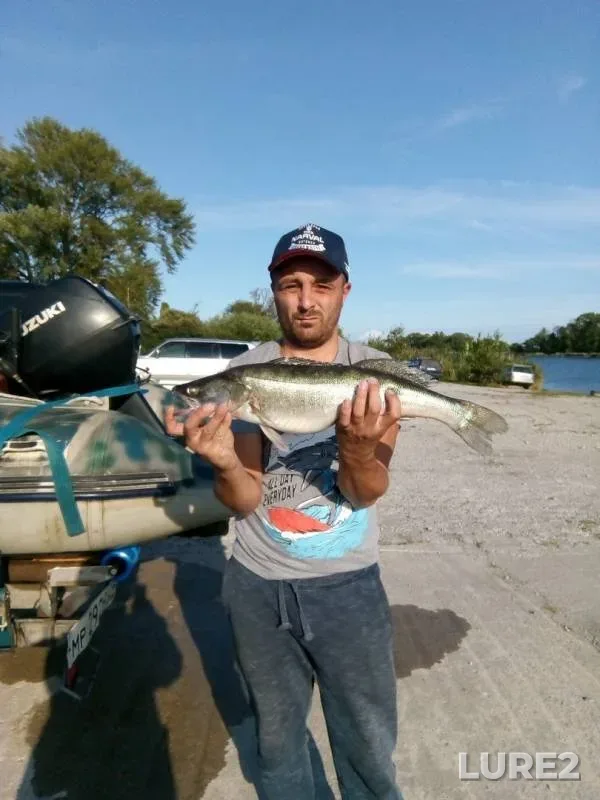 Zander — Kaliningradskaya oblast, Aug 21, 2019