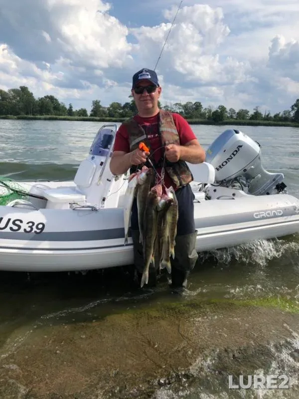 Zander — Kaliningradskaya oblast, Aug 17, 2019