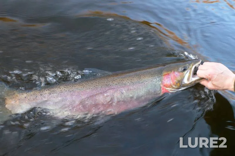 Steelhead — Muskegon River, Oct 15, 2016, 8:53 AM