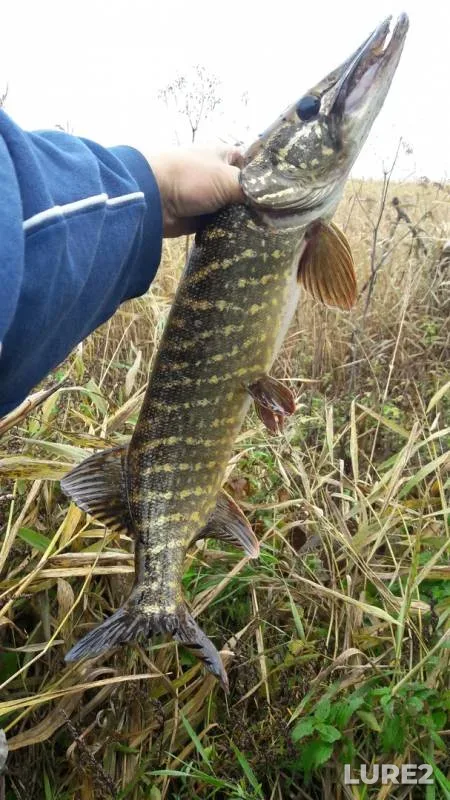 Pike — Kaliningradskaya oblast, Oct 10, 2019