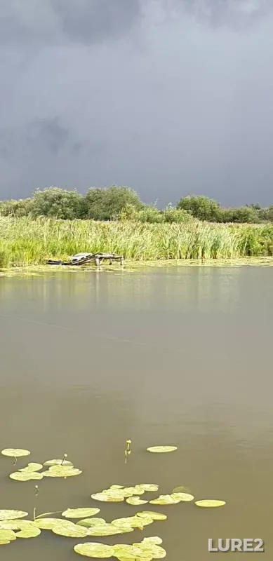 Carp — Polesskiy kanal, Jul 07, 2019