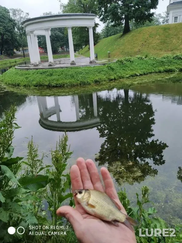 Crucian carp, Tench — Verkhniy, Jun 13, 2019