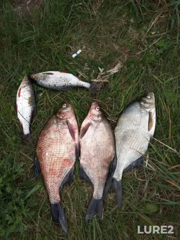 Bream, Roach — Forelevoye, May 26, 2019