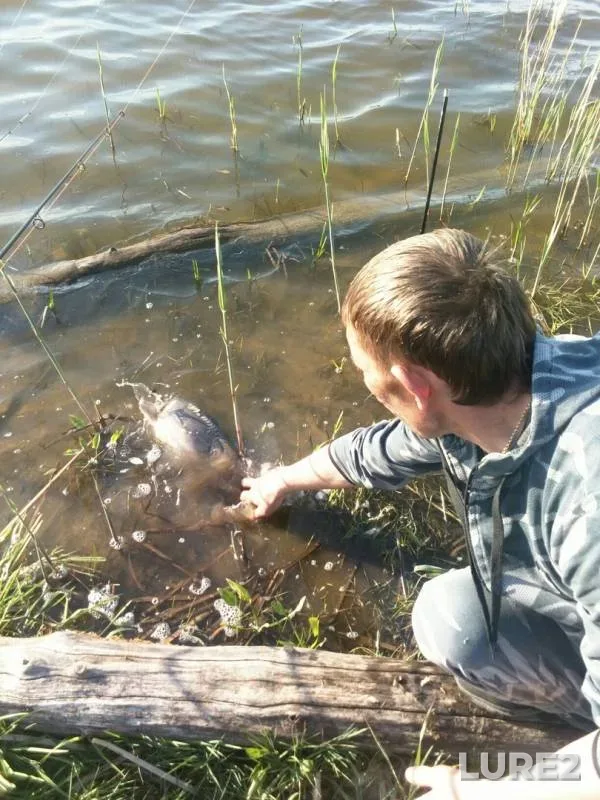 Carp — Kaliningradskaya oblast, May 23, 2019