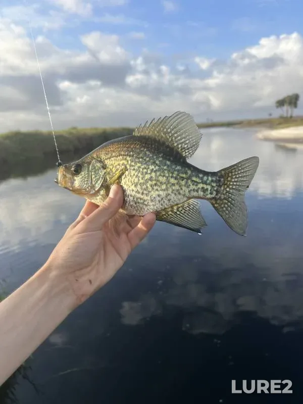 Black crappie — Econlockhatchee River, Feb 16, 2019