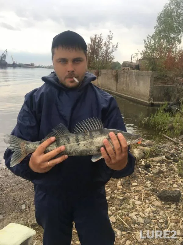 Perch, Zander — Lakovka, May 10, 2019
