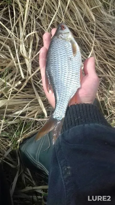 Roach — Kaliningradskaya oblast, Apr 21, 2019