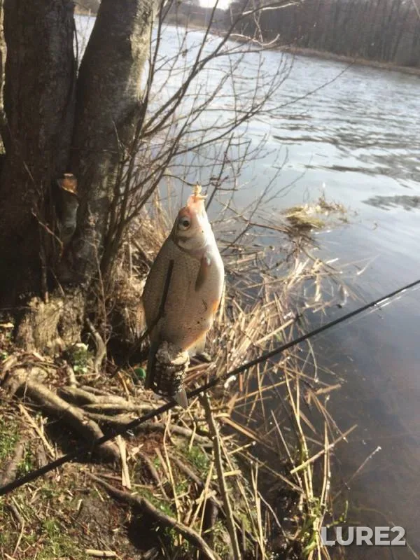 White bream — Kaliningradskaya oblast, Mar 30, 2019