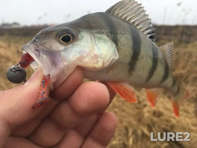Perch — Prokhladnaya, Mar 28, 2019