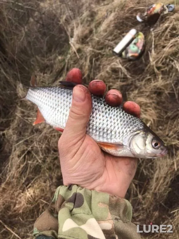 Roach — Polesskiy kanal, Mar 28, 2019