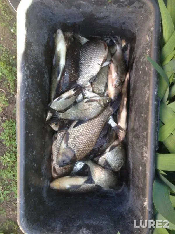 Bream, Crucian carp — Beysuzhyok Levyy, May 18, 2018