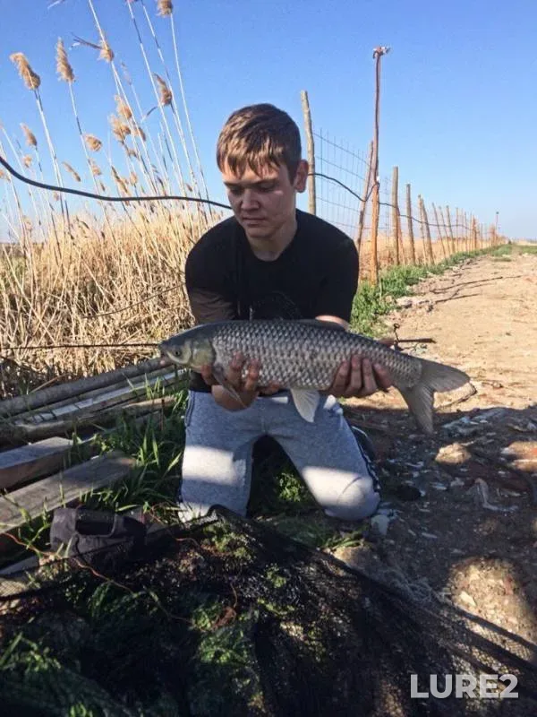 Carp — Krasnodarskiy kray, Apr 05, 2018