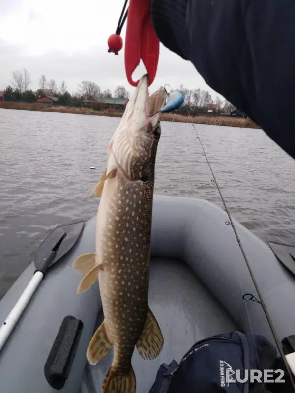 Pike — Moskovskaya oblast, Nov 14, 2019