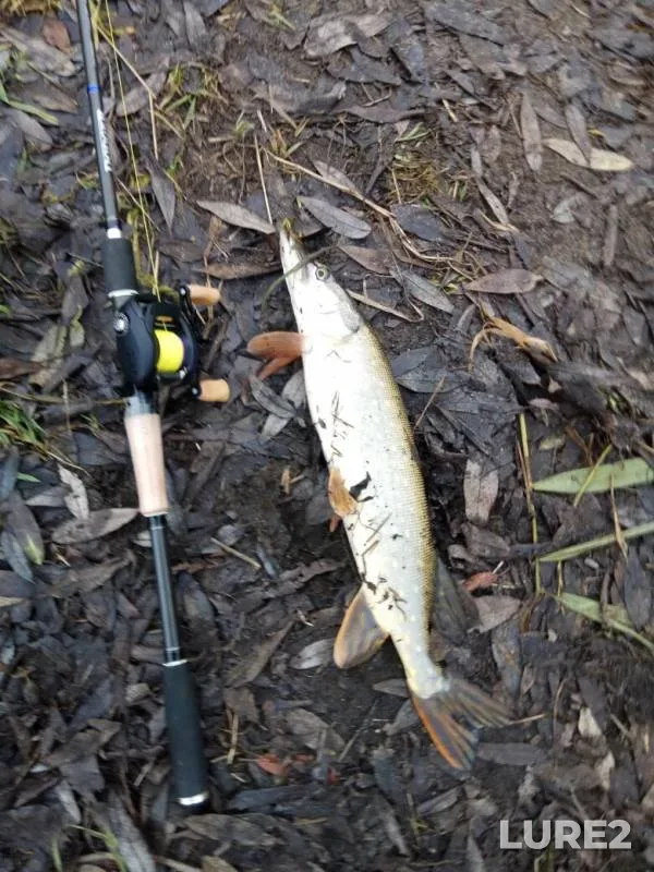Perch, Pike — Pekhorka, Nov 12, 2019