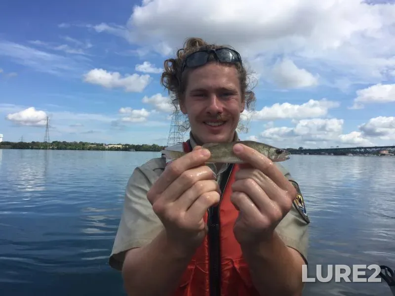 Walleye — Tonawanda Channel, Feb 10, 2019