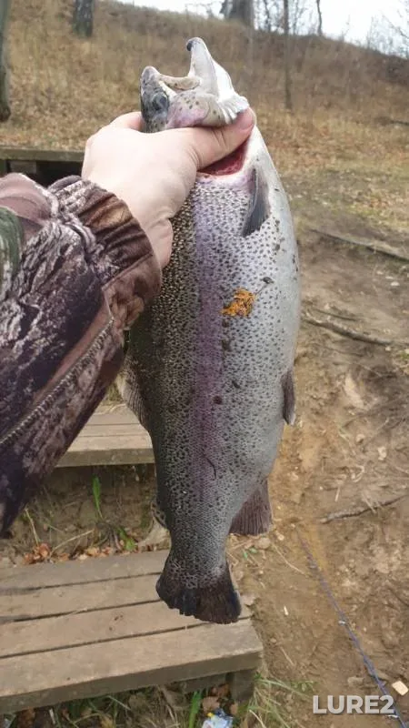 Rainbow trout — Pekhorka, Nov 03, 2019