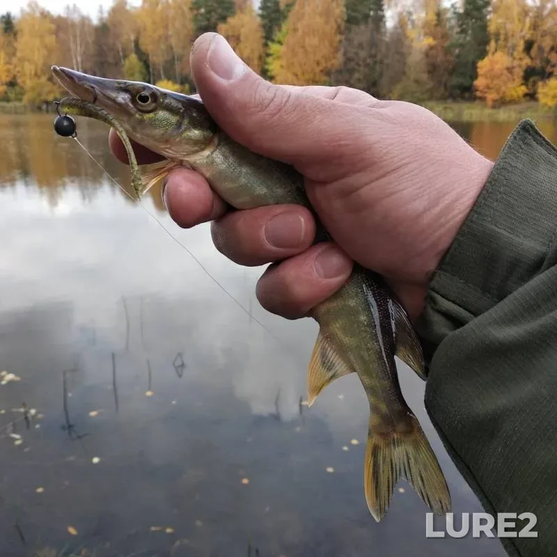 Perch, Pike — Zayachye / Lesnoye, Oct 07, 2019