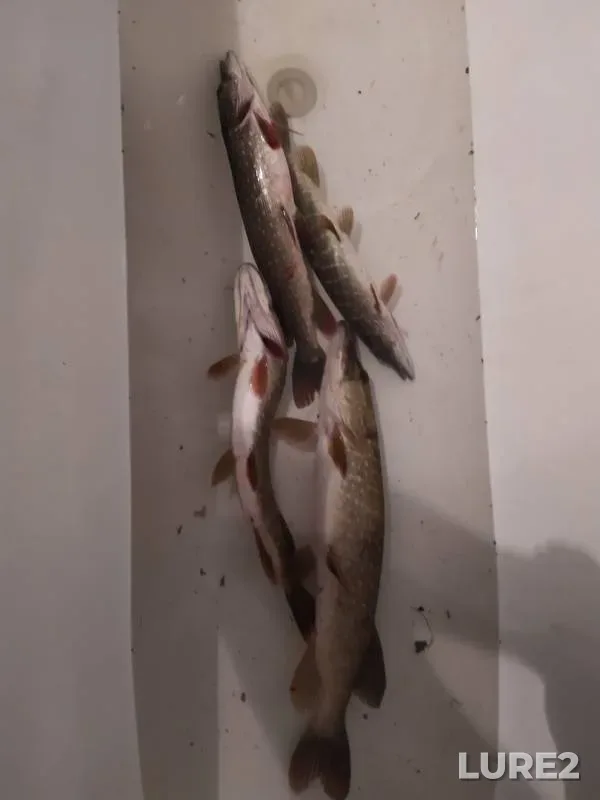 Pike — Savvinskiy, Sep 30, 2019