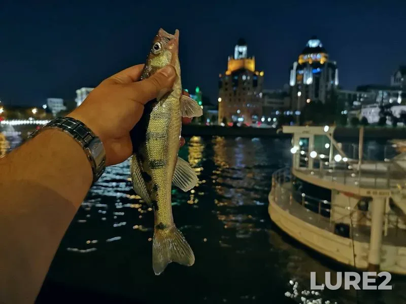 Zander — Moskva, Sep 08, 2019
