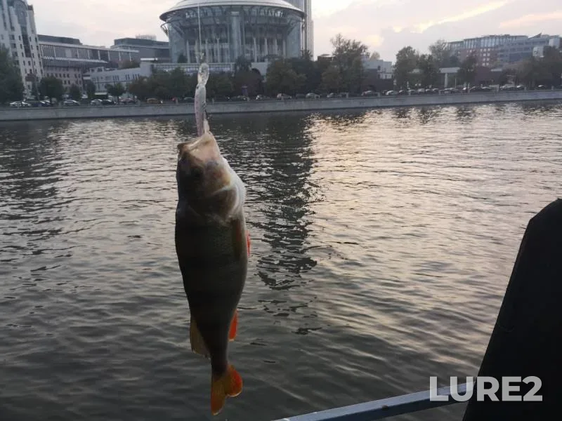 Perch, Zander — Moskva, Sep 05, 2019