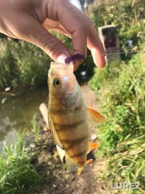 Perch — Zayachye / Lesnoye, Aug 26, 2019