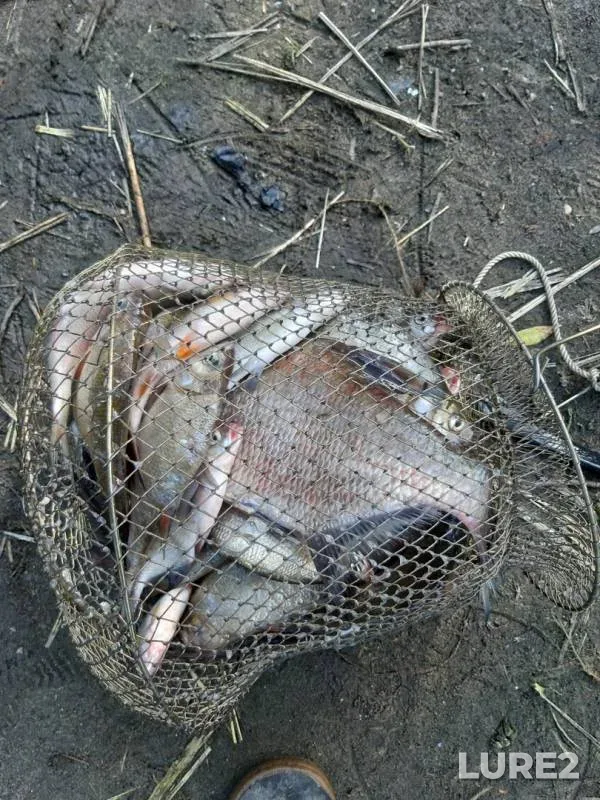 Bream, Roach — Svyatoye, Aug 20, 2019