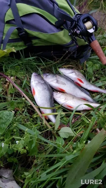 Perch — Kudinovka, Aug 17, 2019