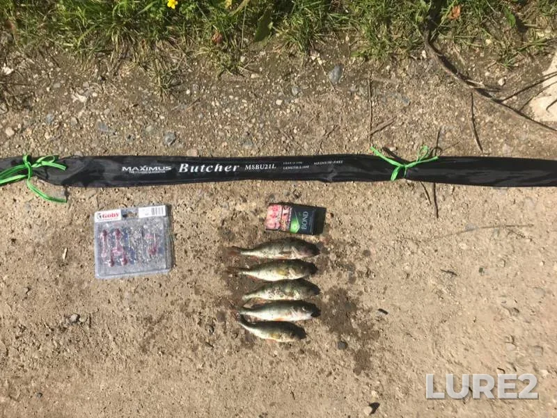 Perch — Zayachye / Lesnoye, Aug 13, 2019