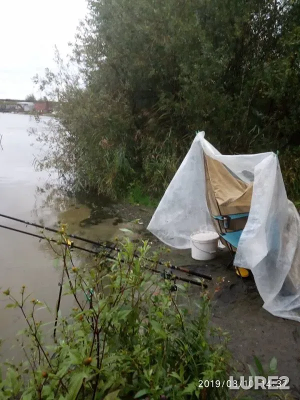 Carp, Crucian carp — Shalovka, Aug 10, 2019
