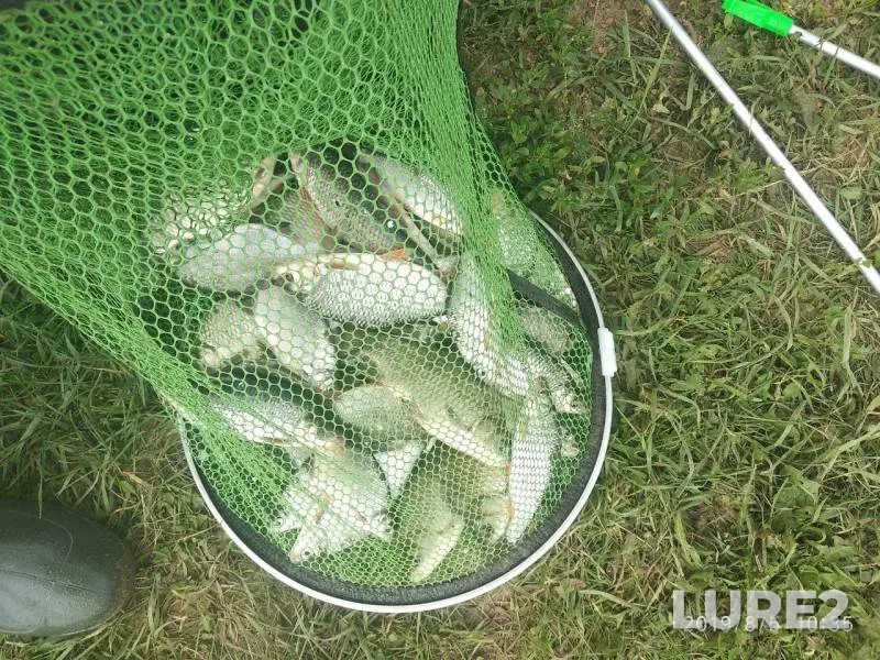 Crucian carp, Roach — Oka, Aug 05, 2019