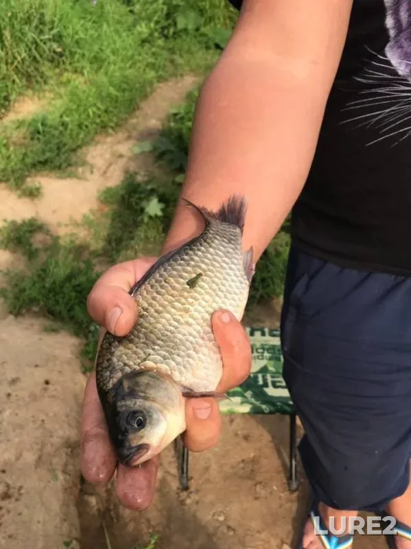 Crucian carp — Vyunka, Aug 04, 2019
