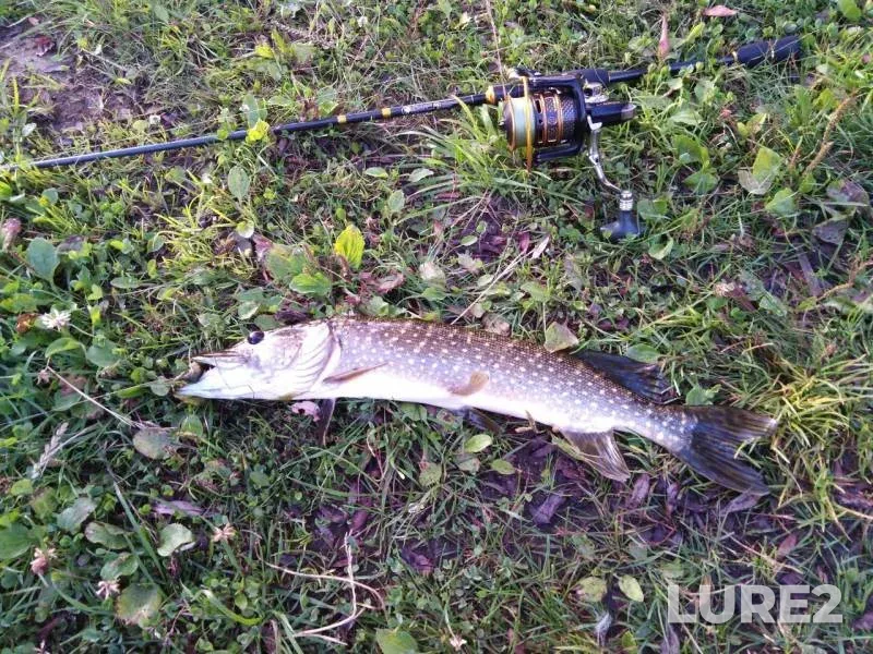 Pike — Moskovskaya oblast, Aug 02, 2019