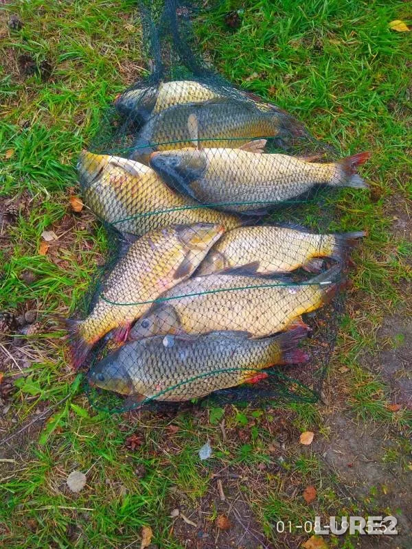 Carp — Vyunka, Aug 02, 2019