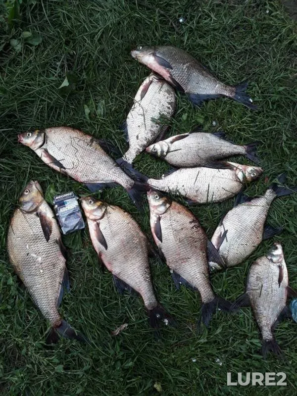 Bream — Moskva, Aug 01, 2019