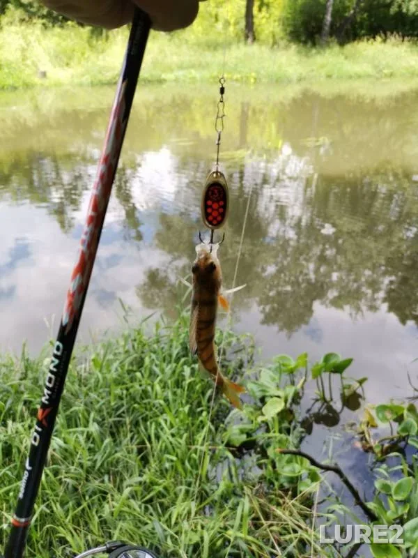 Perch — Pekhorka, Jul 18, 2019